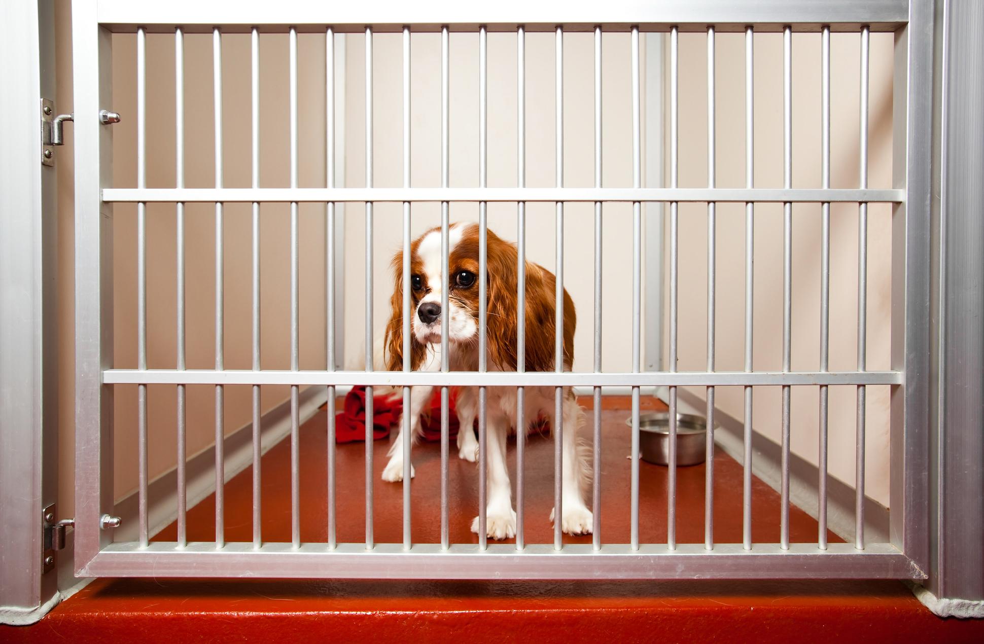 Features of a Good Dog Daycare 4Knines®