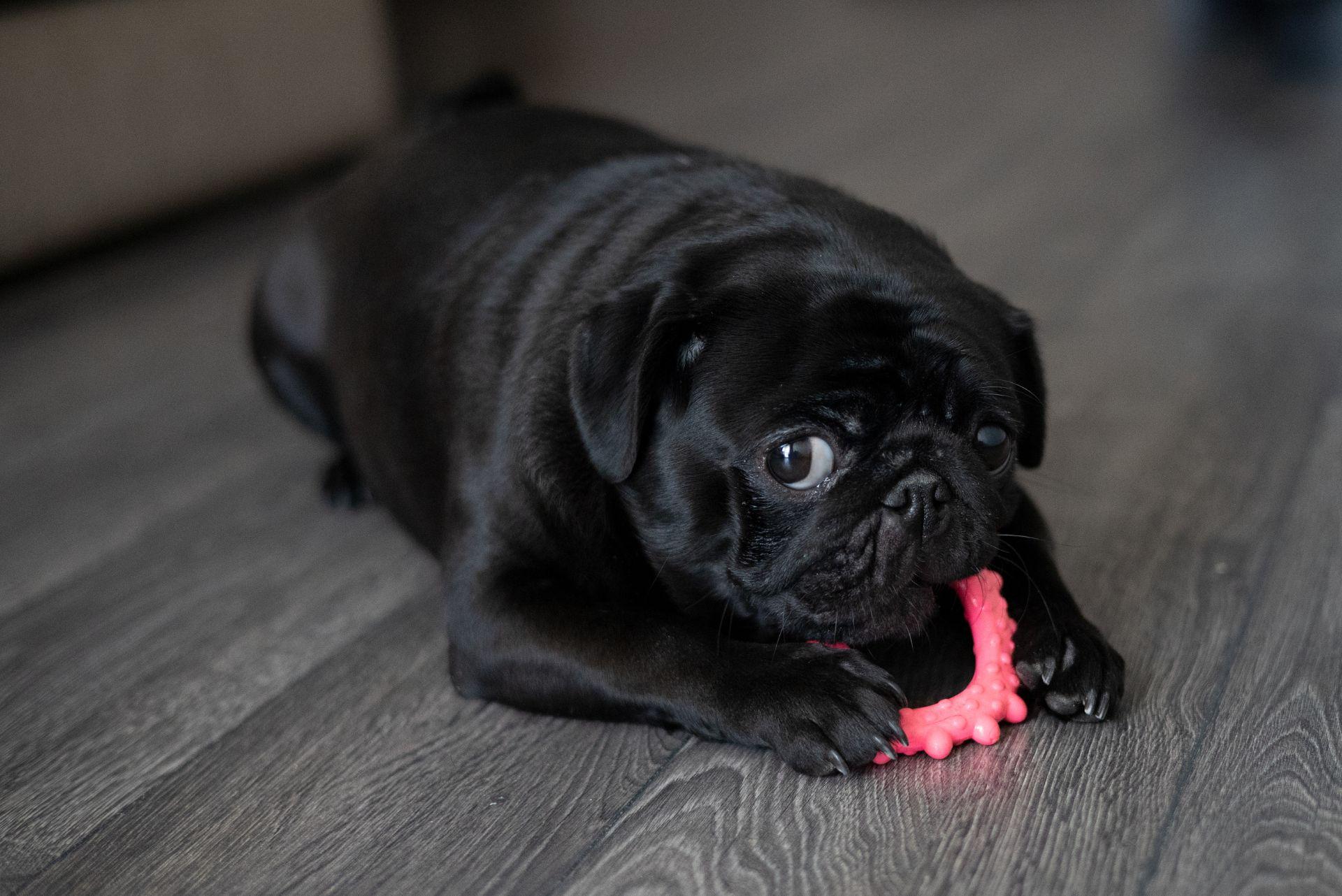 Black pug puppy playing