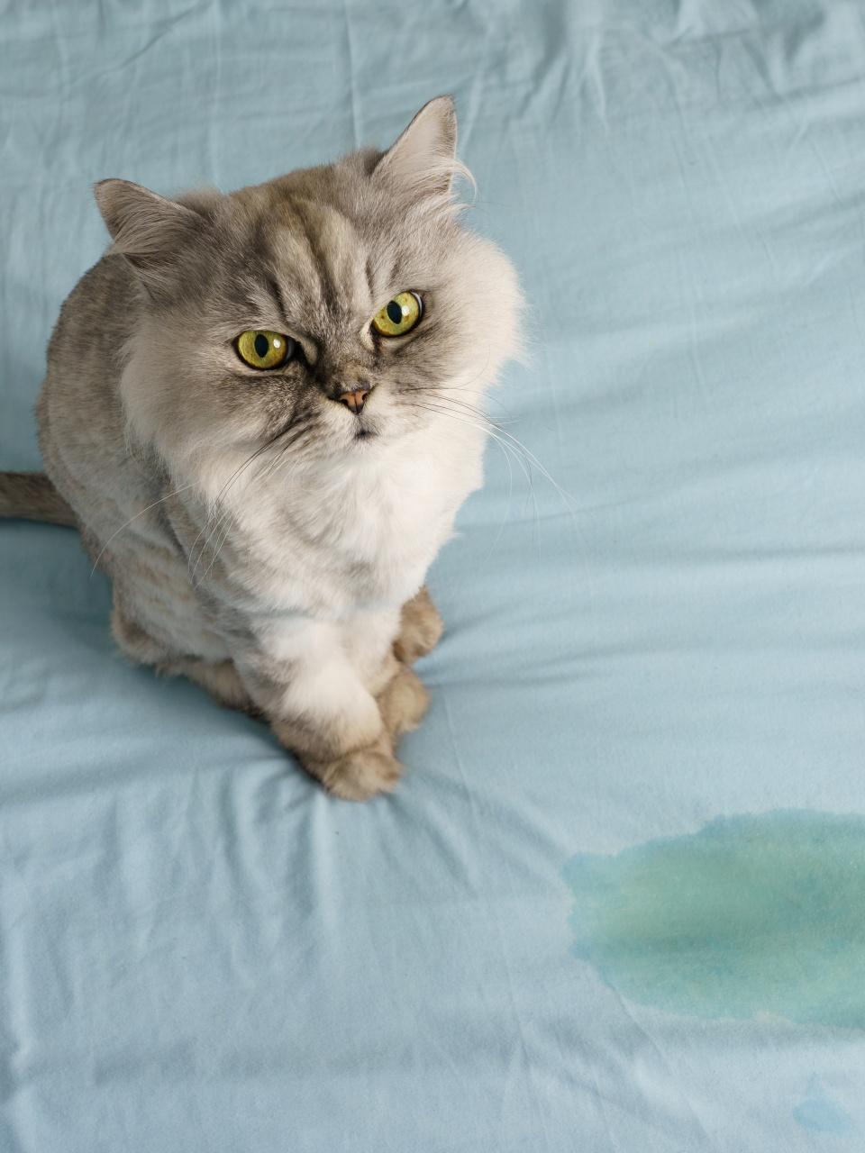 A fluffy gray cat with bright yellow eyes sits on a bed beside a visible wet stain on the sheet.