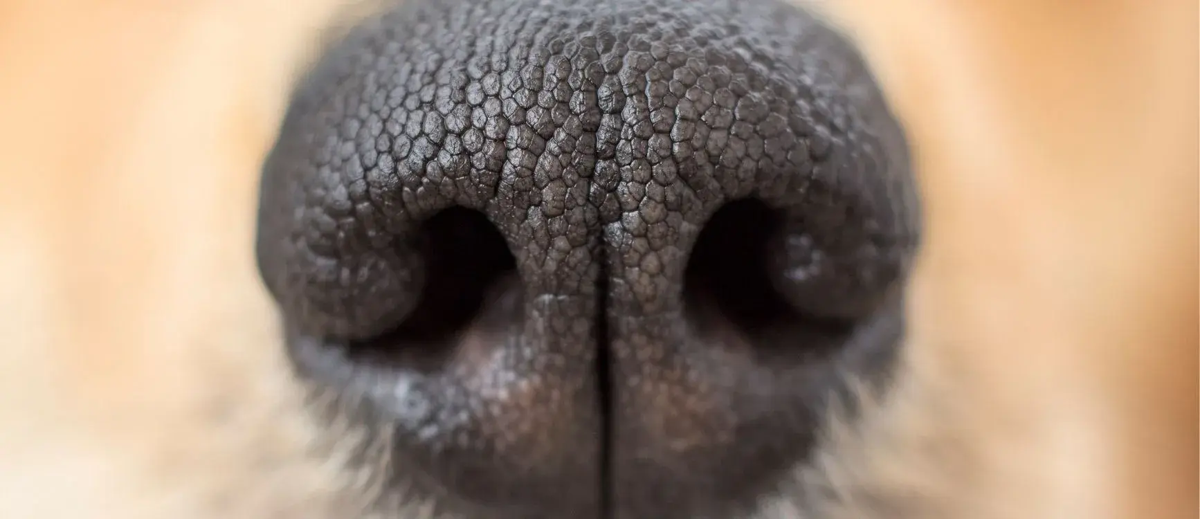Close-up of a dog's nose, showcasing its texture and details, with a focus on the moist, black surface.