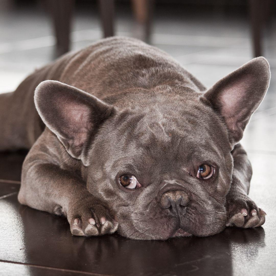 Cute French Bulldog