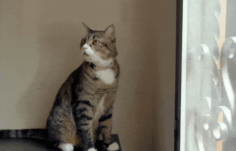 indoor cats vs outdoor cats