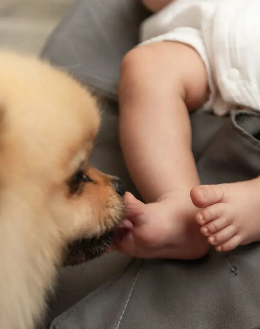 A baby and a dog gently sniff each other's feet, showcasing a friendly introduction between them.