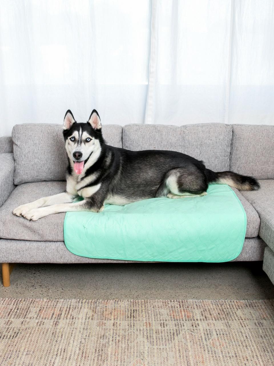 A dog on the sofa sitting on a Potty Buddy pad