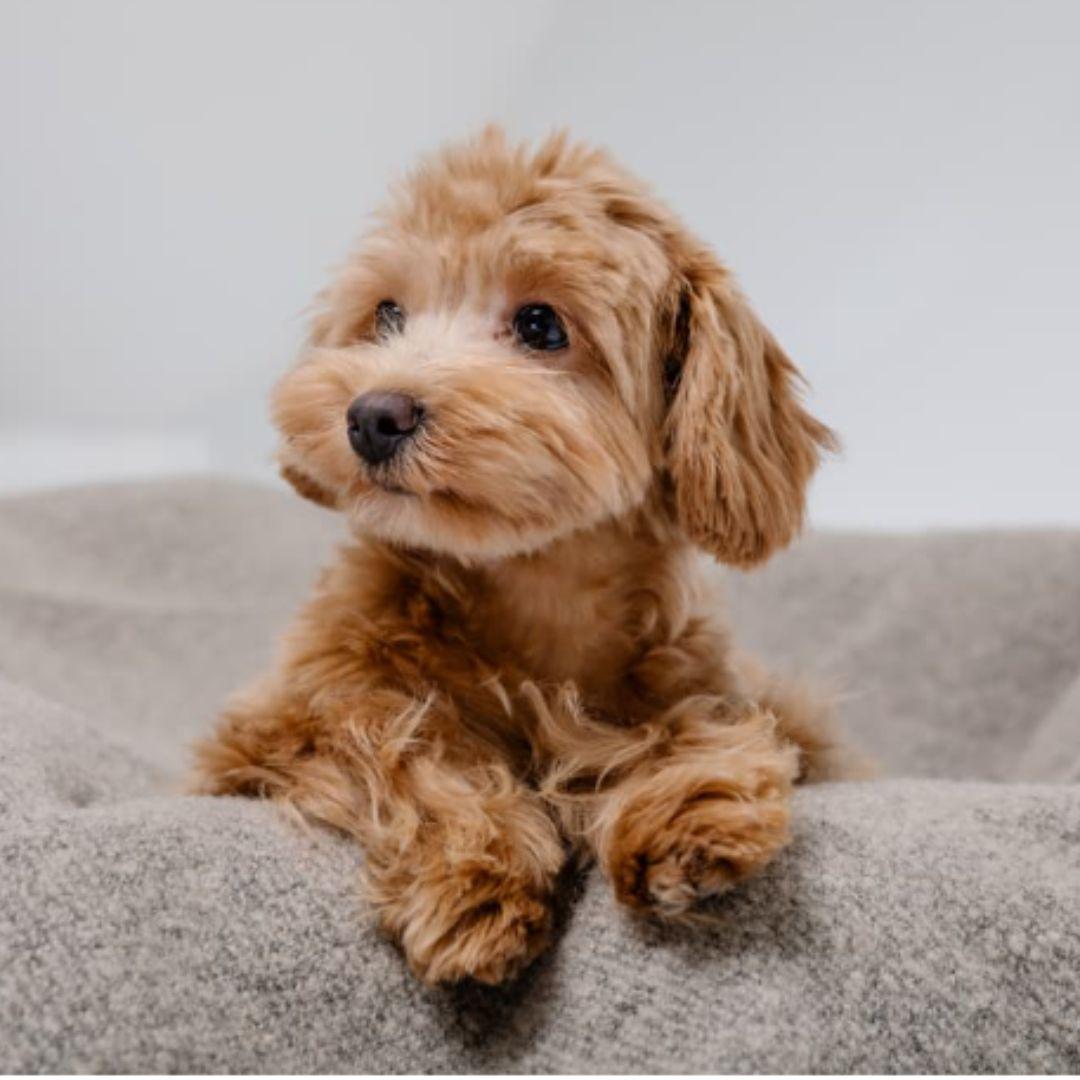 Maltipoo Puppy