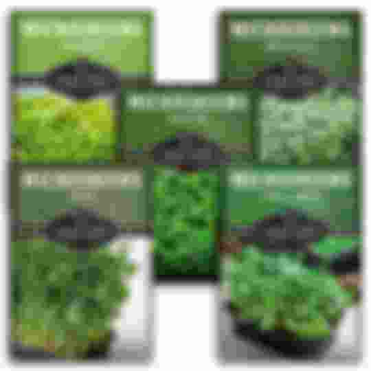 5 Packs of Microgreens Seeds for Sprouting