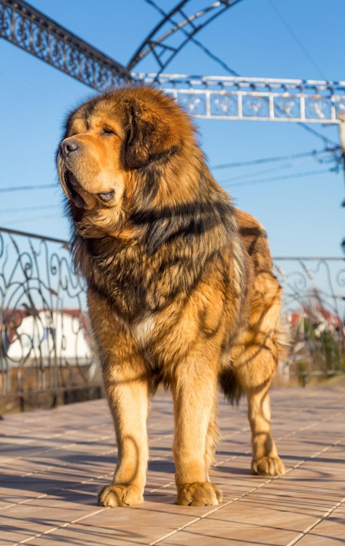 dog breed Tibetan Mastiff on a sunny day
