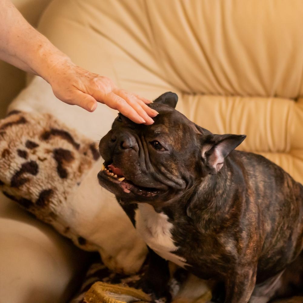 A hand stroking a French bulldog dog on the head