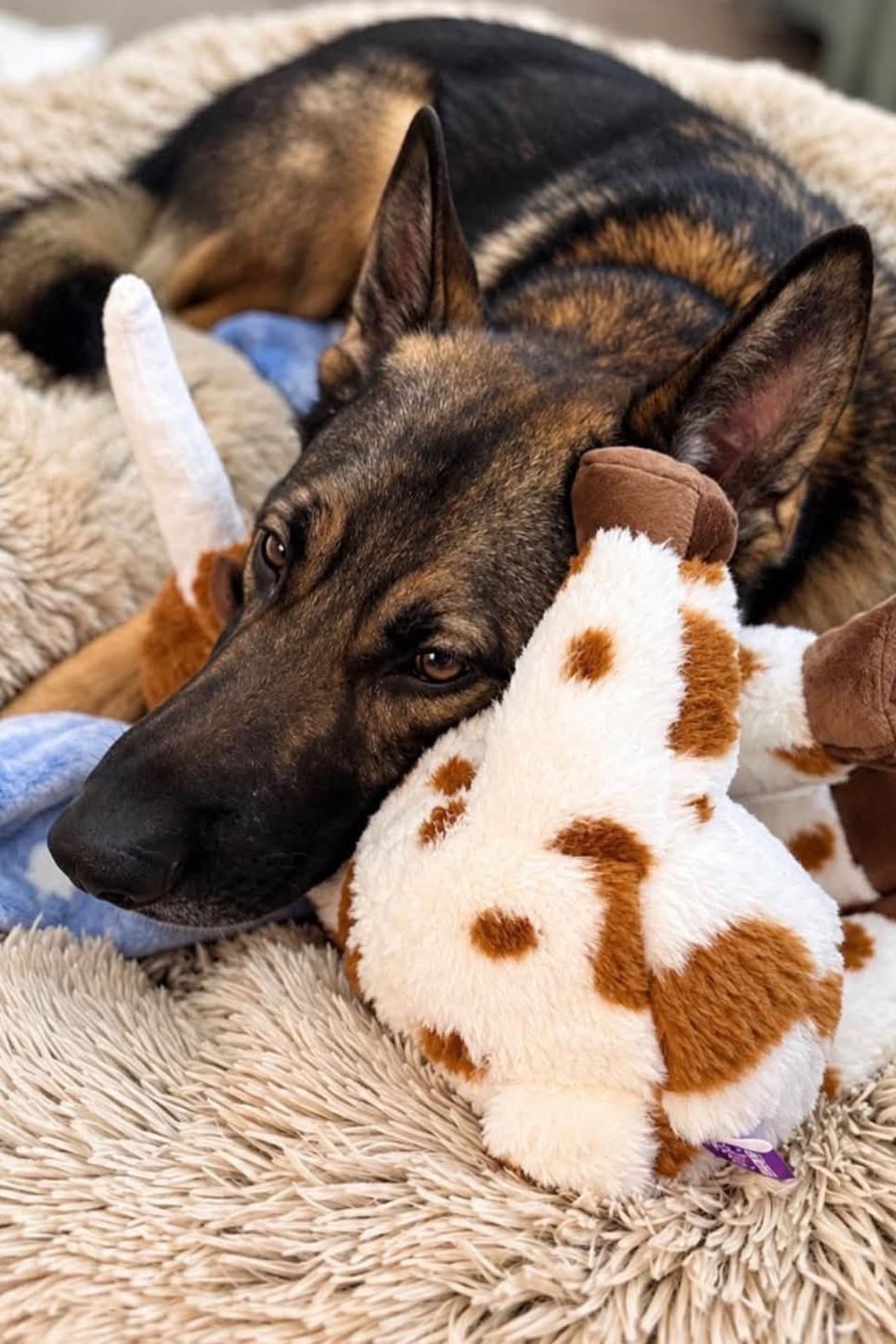 k9 tango with his toy