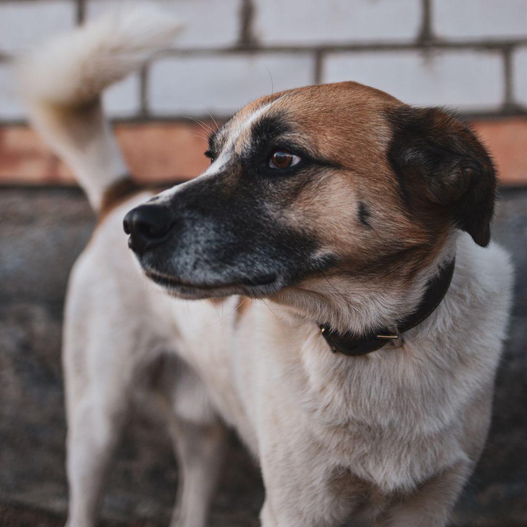 Dog with a Wagging Tail