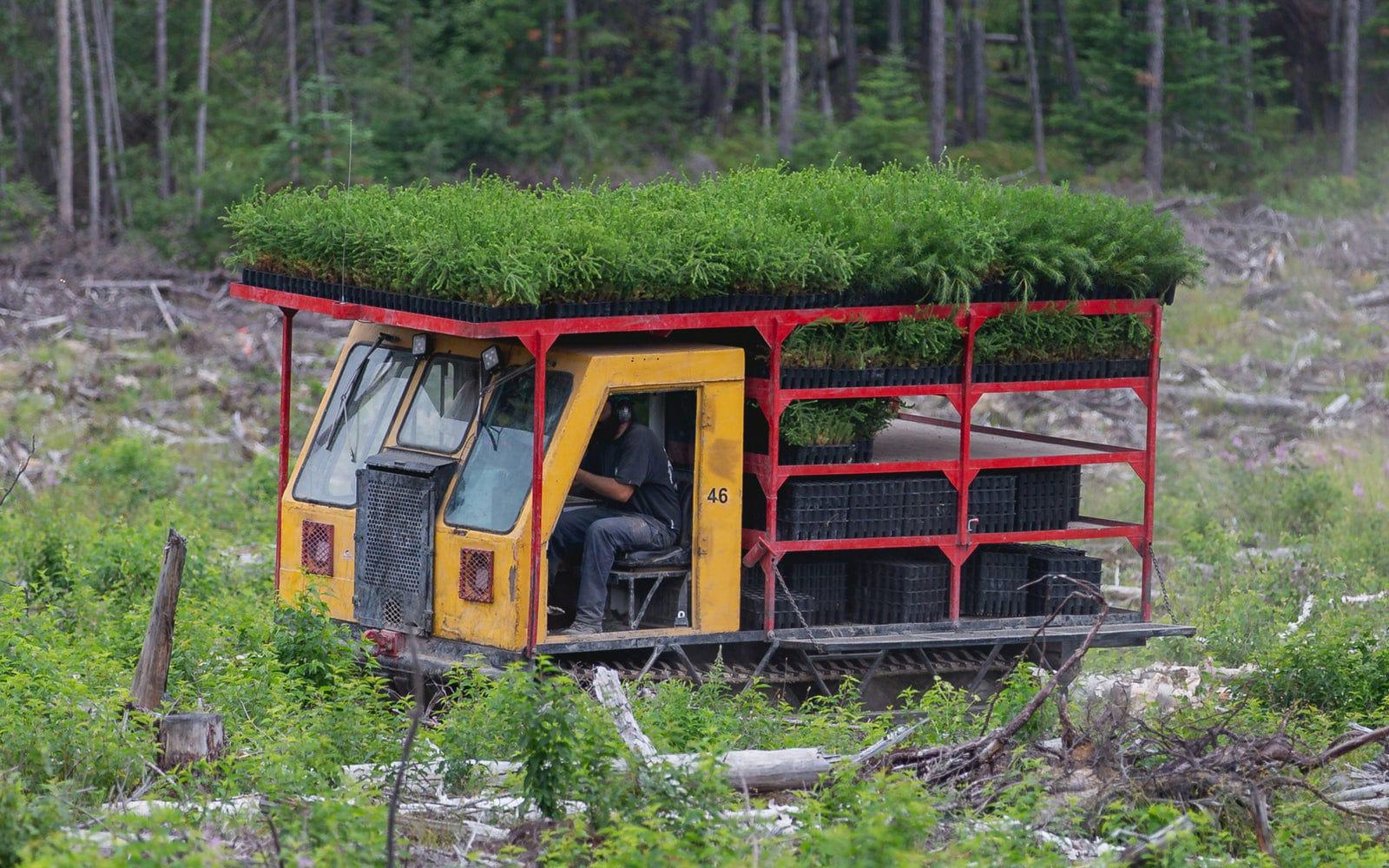 Truck with sapling trees in deforested area