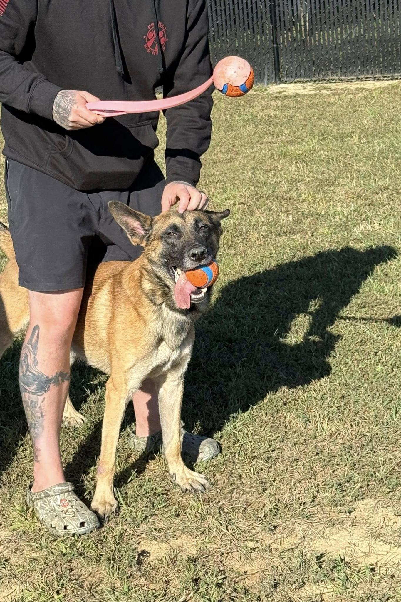 k9 guapo getting pets