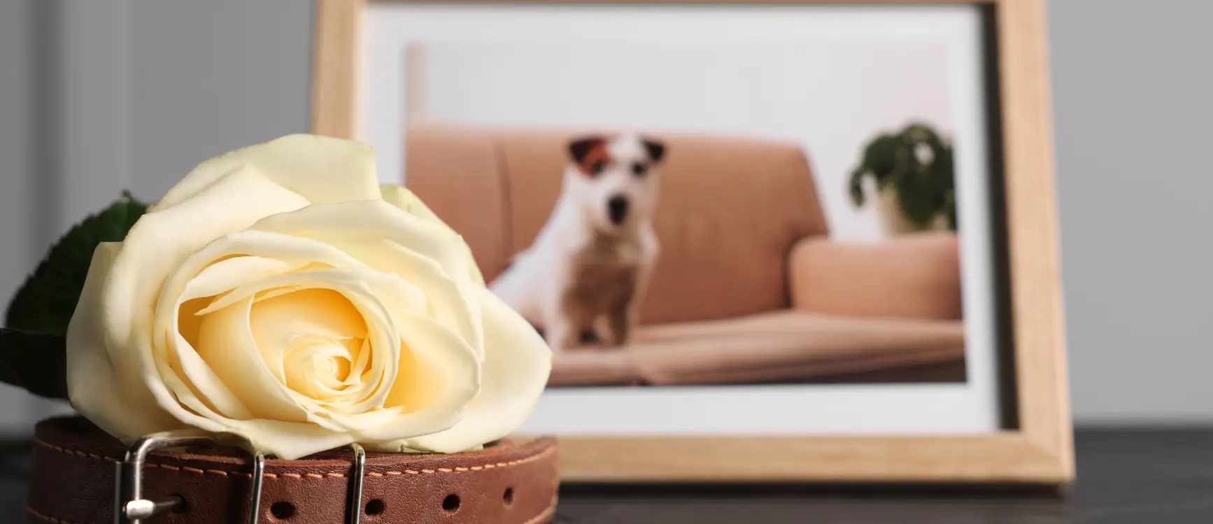 pet memorial gift guide, picture of a beloved pet in a frame