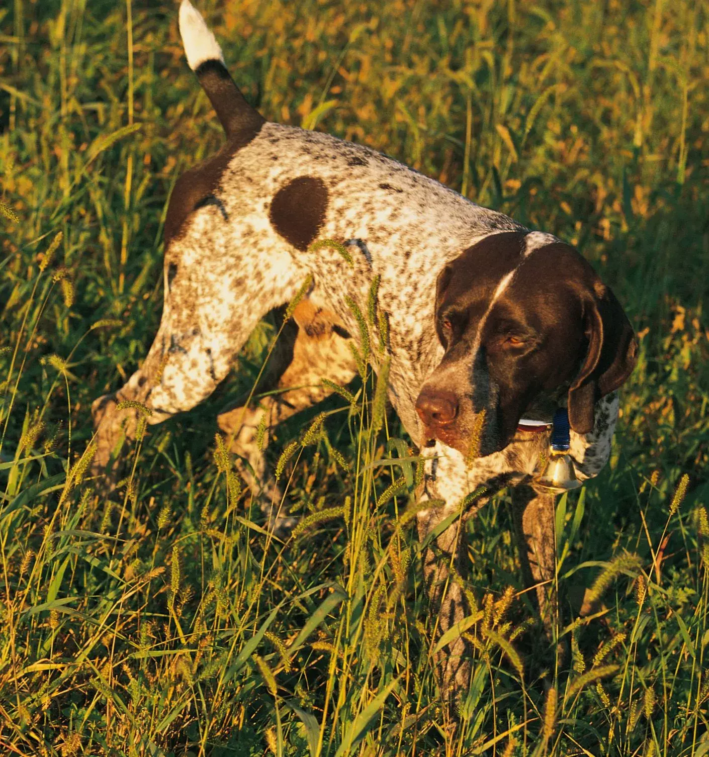 lyme disease with dogs