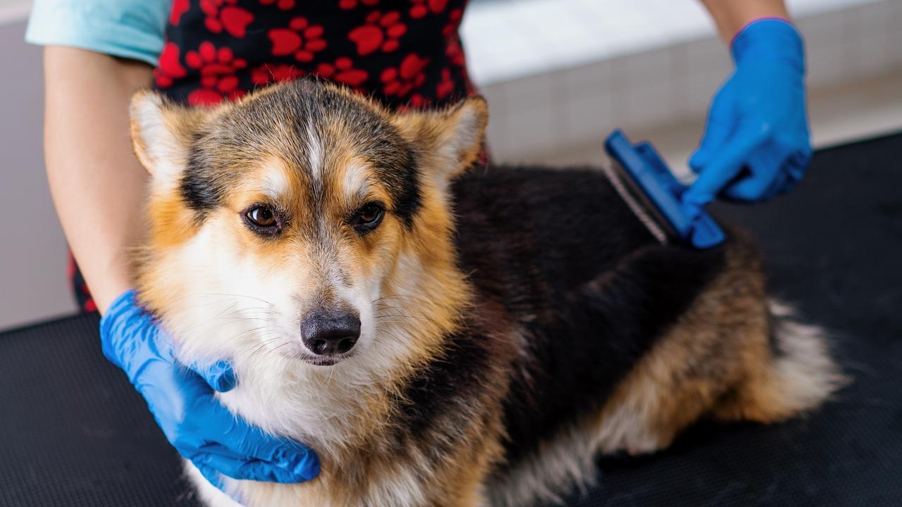 a groomer carefully combs the fur of a corgi dog with a special brush in professional pet care salon close-up