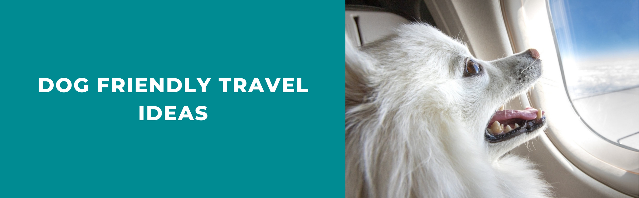 Best dogfriendly vacation ideas Potty Buddy™