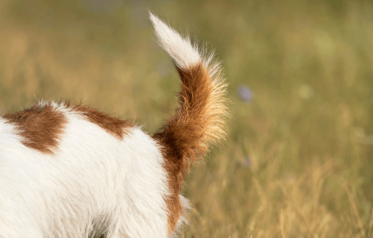 Understanding the Secret Language of Tail Wagging – Door Buddy