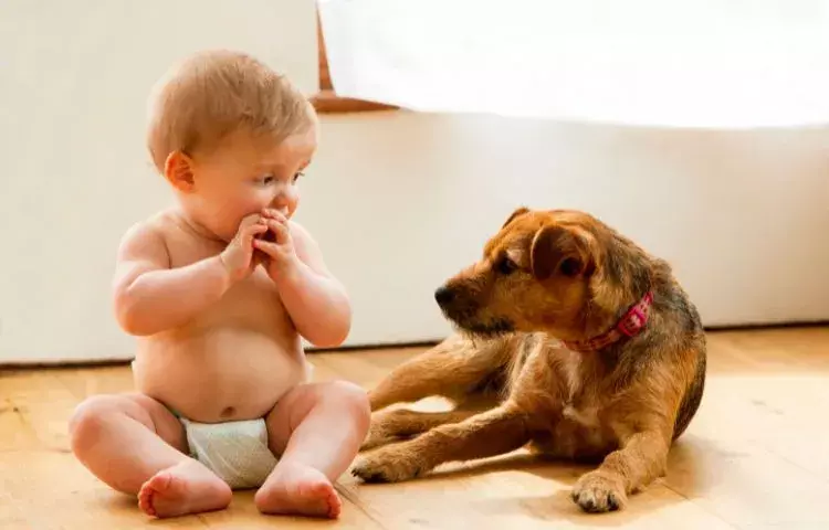 dogs and babies