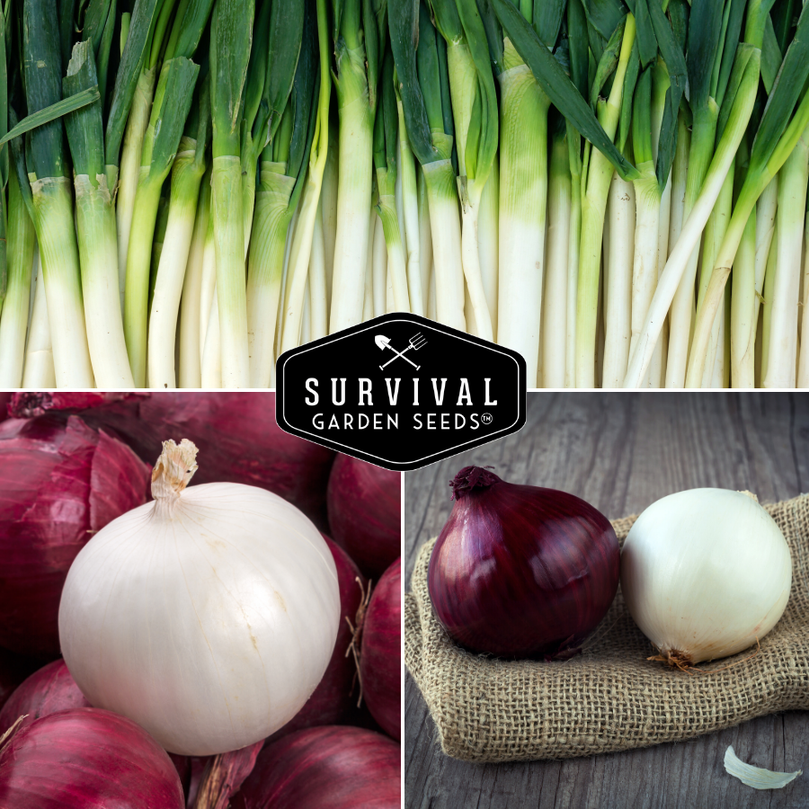 3 reliable onion varieties
