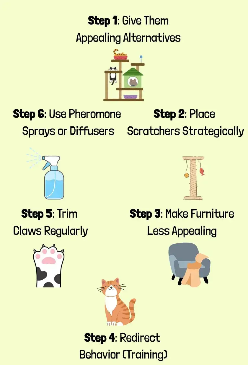 Step-by-step guide on training your cat to stop scratching furniture, featuring effective techniques and tips.