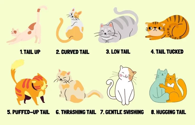 tail cat meaning