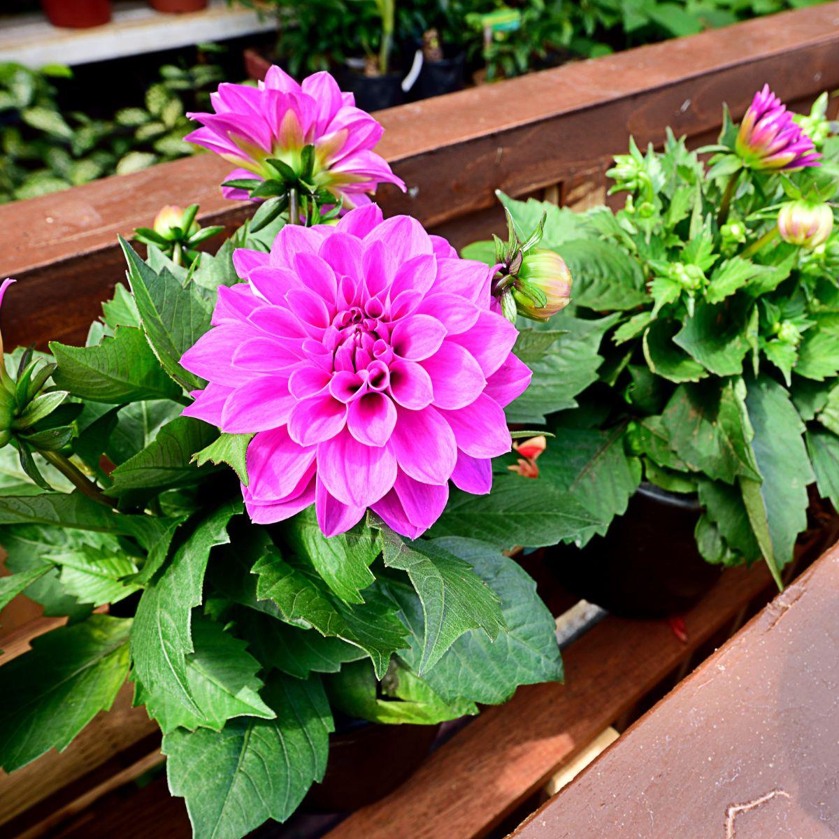 Pink Dahlias in Planter