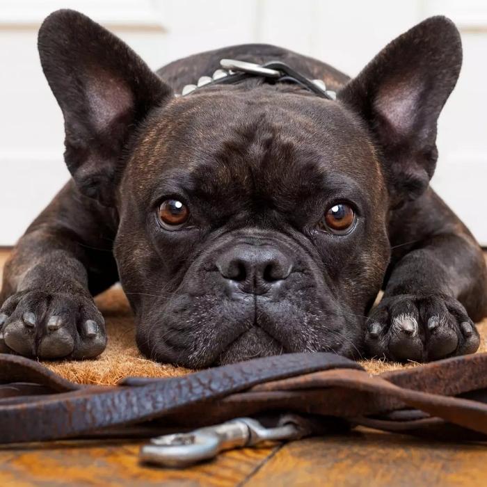 Dog waiting on the floor with leash at front
