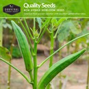 Quality non-hybrid heirloom okra seeds