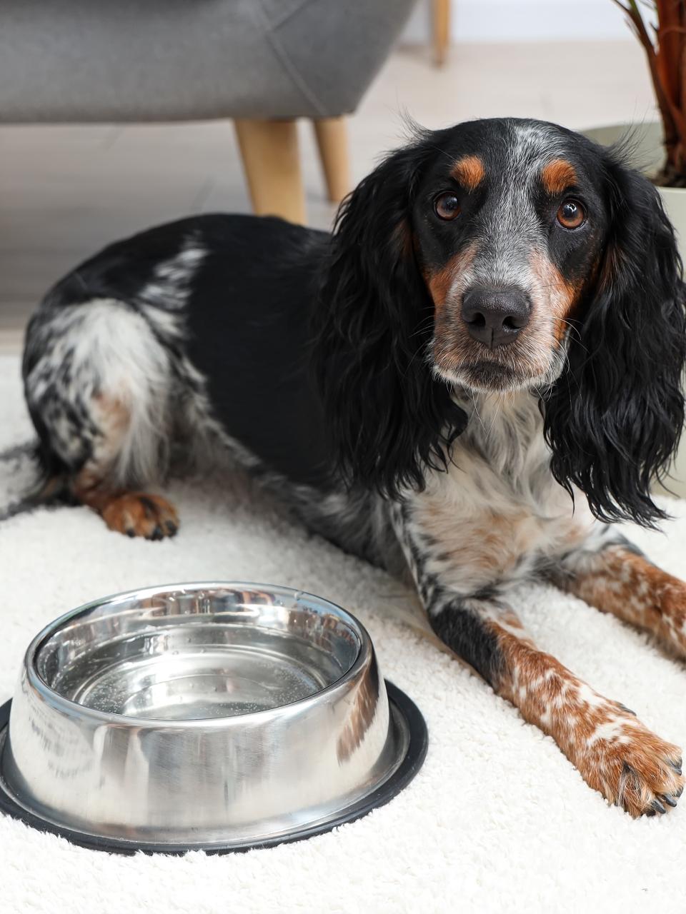 Cute cocker spaniel with bowl of water lying in living room