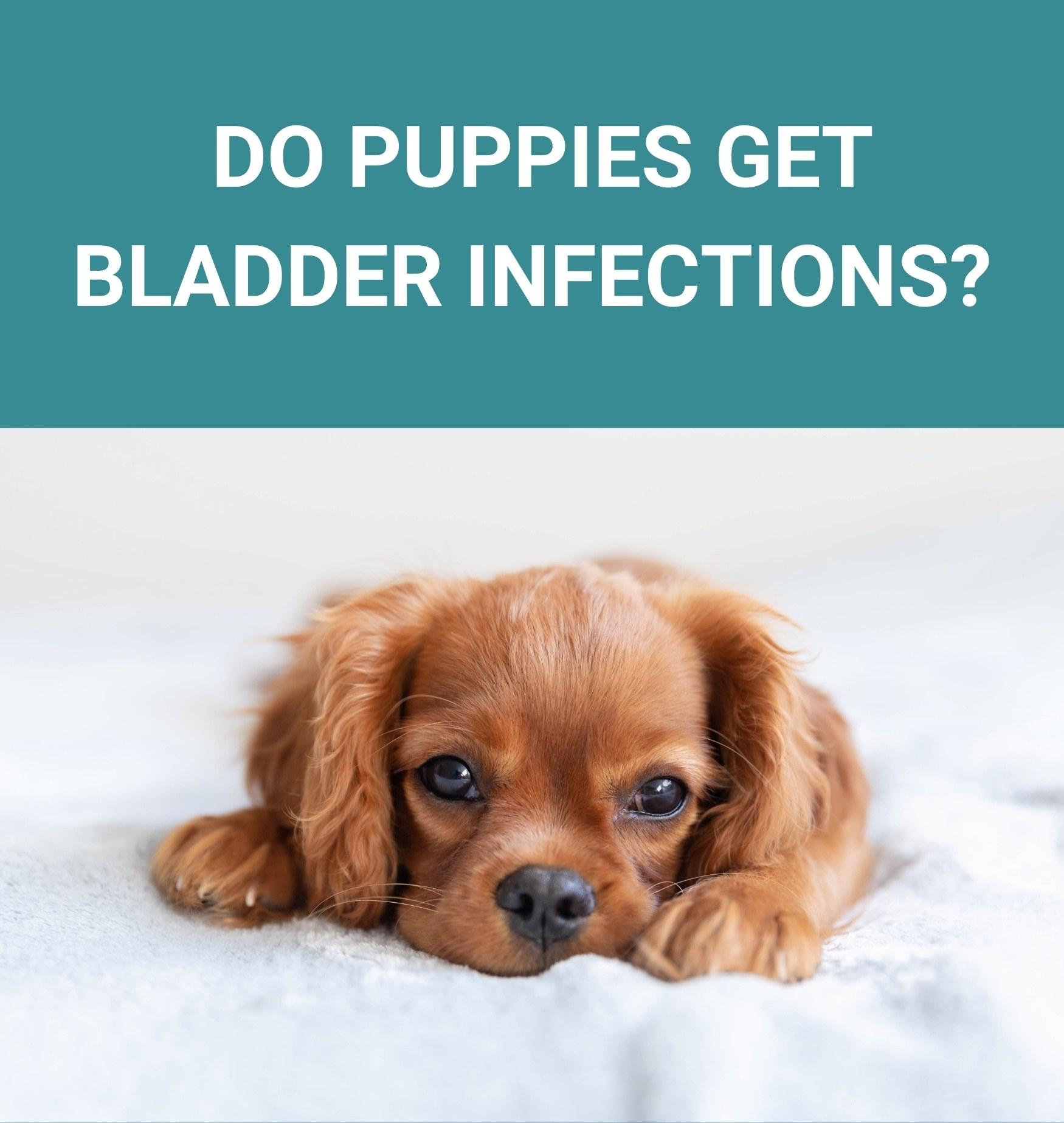 Do Puppies Get Bladder Infections? - Potty Buddy™