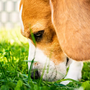 Dogs Sniff Before They Pee - Why?