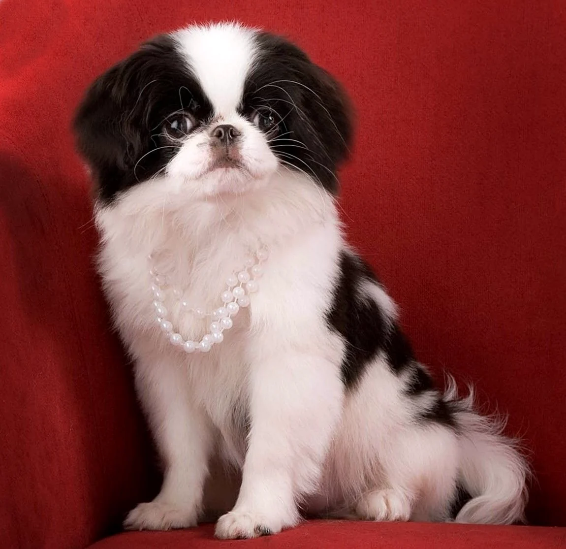 Bichpoo Puppy