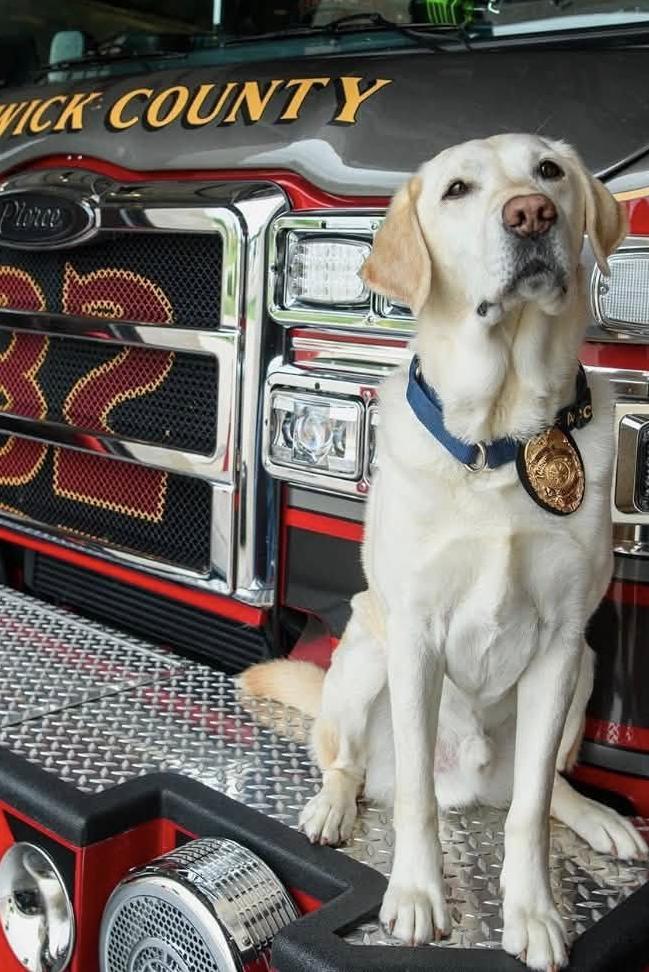 k9 benny on truck