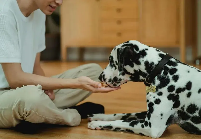A dog sitting for a treat during training.