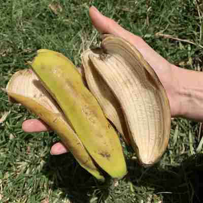Banna peel is a natural fertiliser 