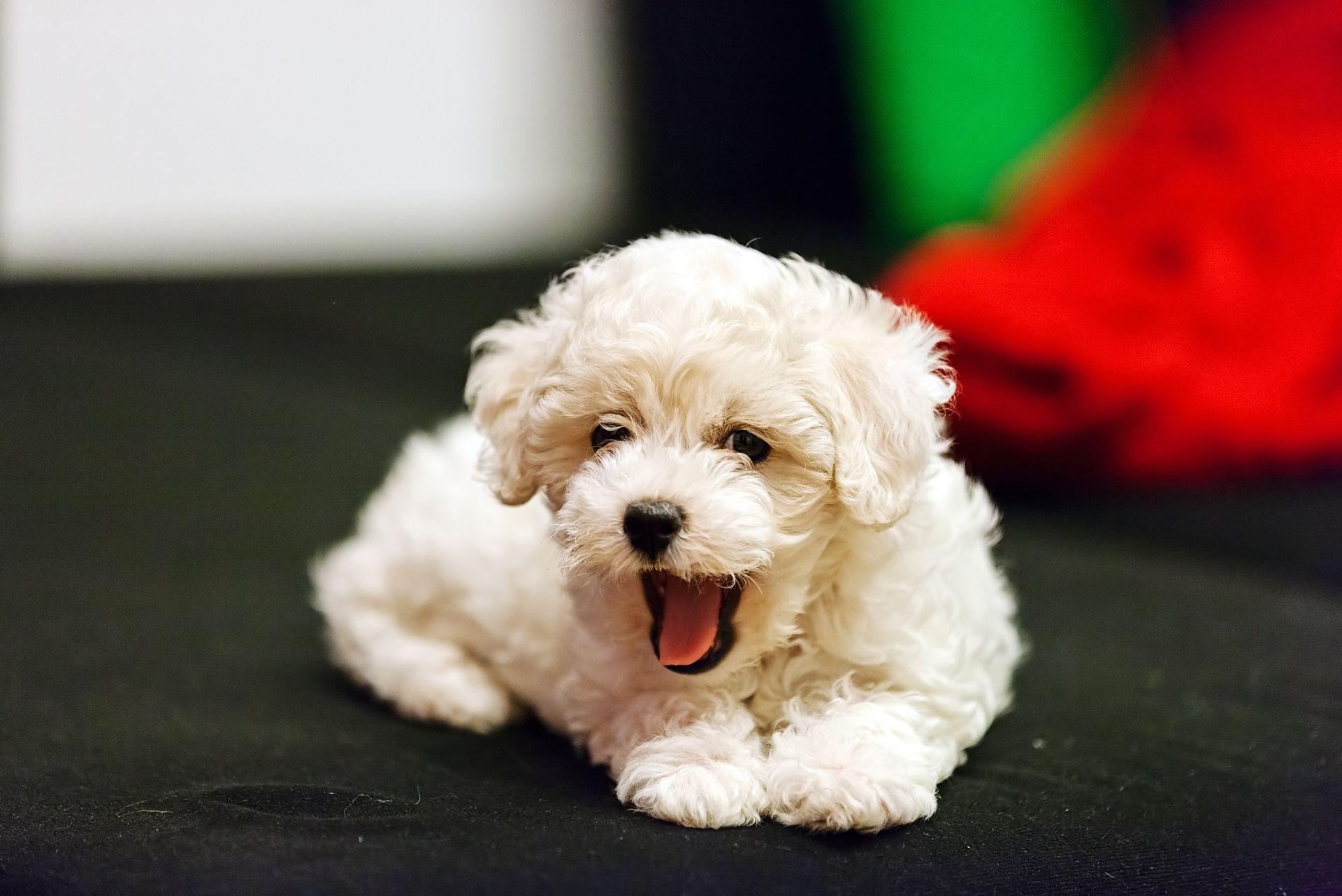 Cute winking bichon frise smiling