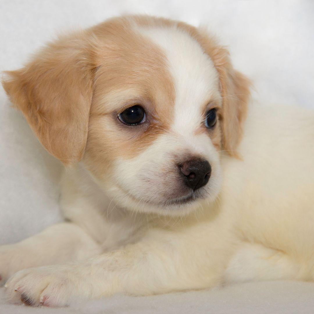 couple week old tan and white puppy