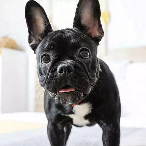 Why Does My Dog Pee On My Bed or Blanket?