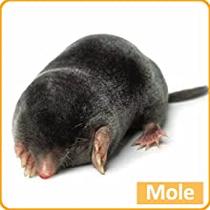 #1 Solar-Powered Mole, Vole, Gopher & Groundhog Repellent - Ultrasonic ...