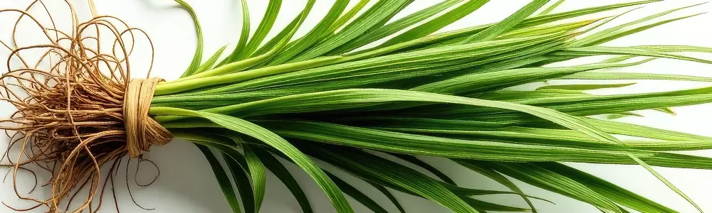 Vetiver