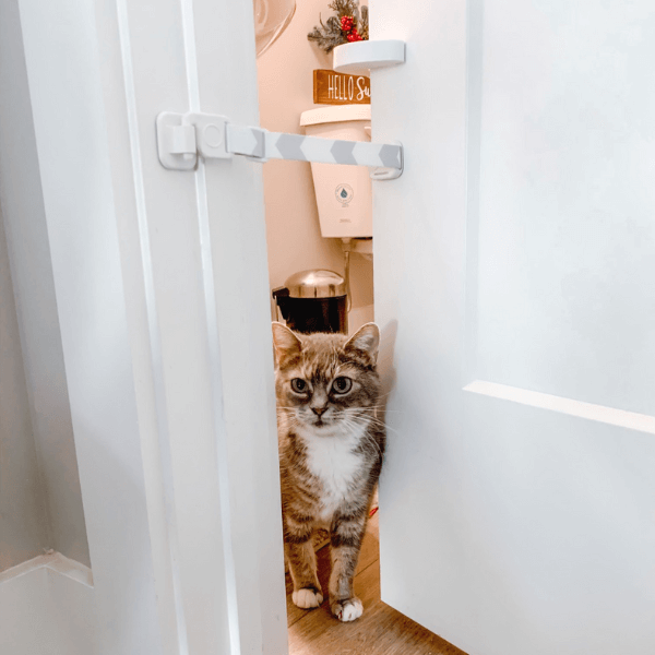 How to Make an Outdoor Cat an Indoor Cat Door Buddy