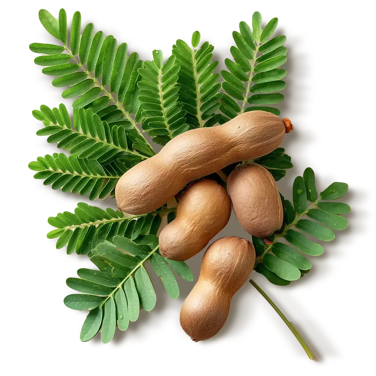Tamarind Seed Polysaccharides