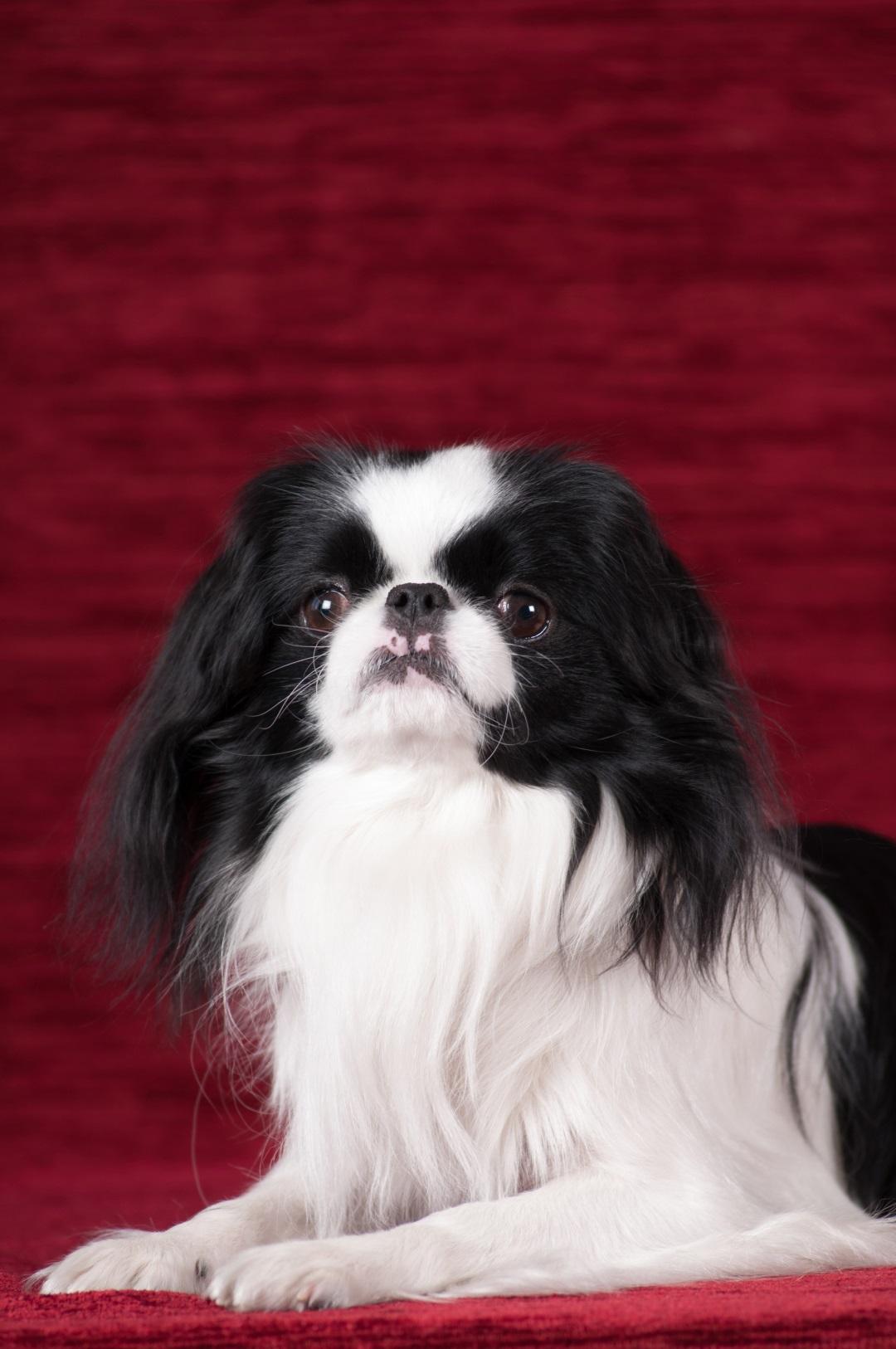 Japanese Chin dog