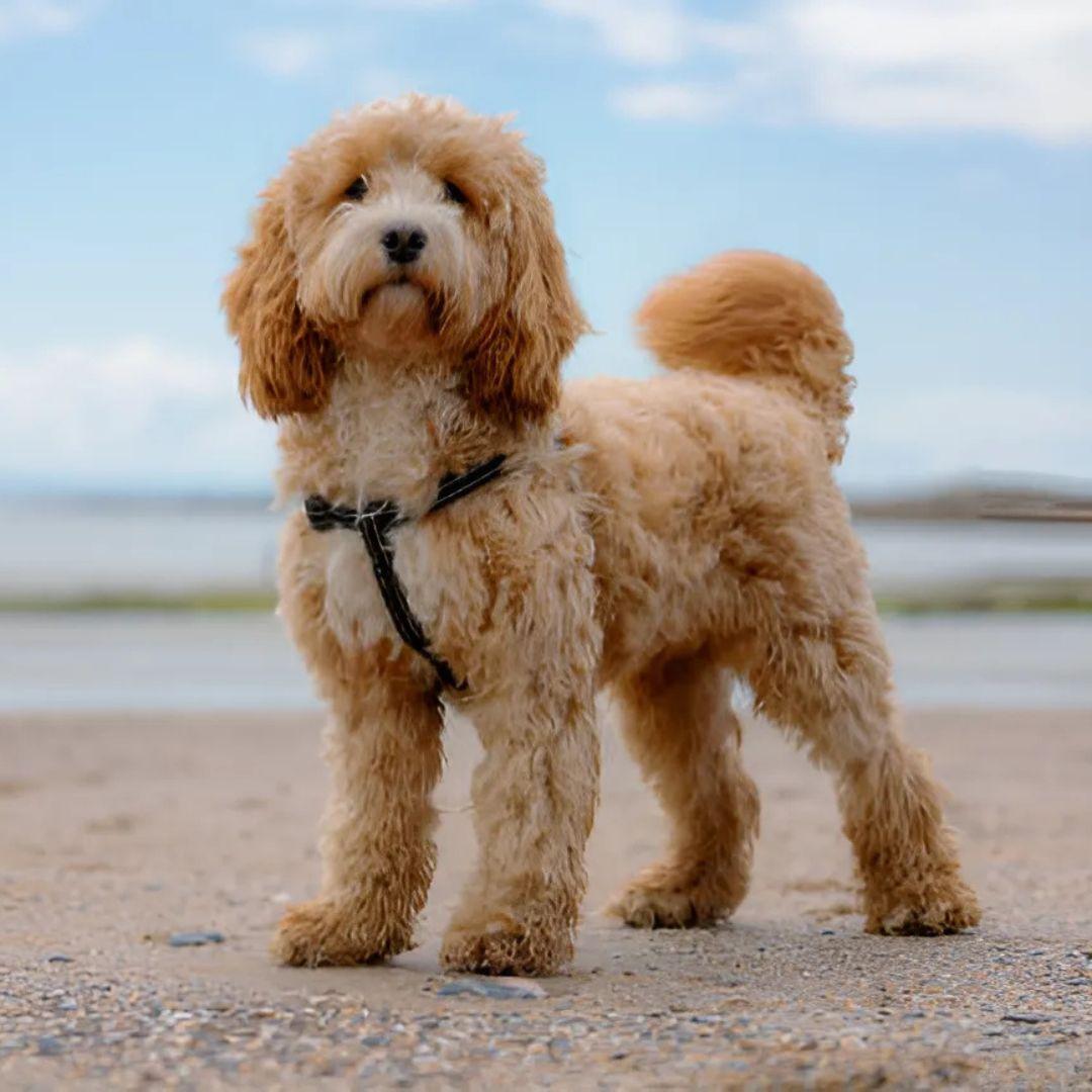 cockapoo puppy