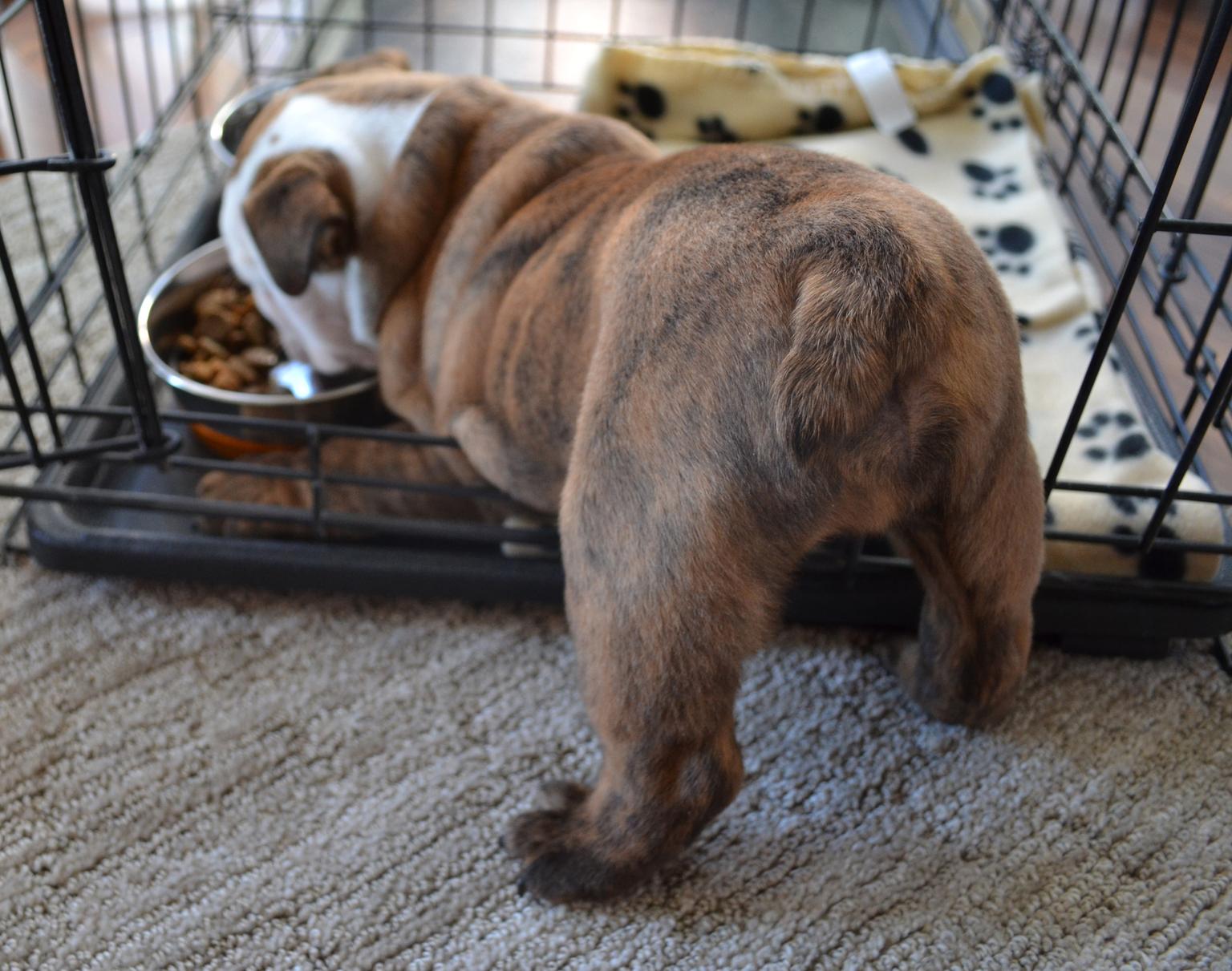 How to Get Your Dog to Love Their Crate 4Knines®