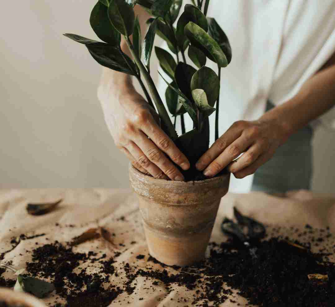 Retirement gardening