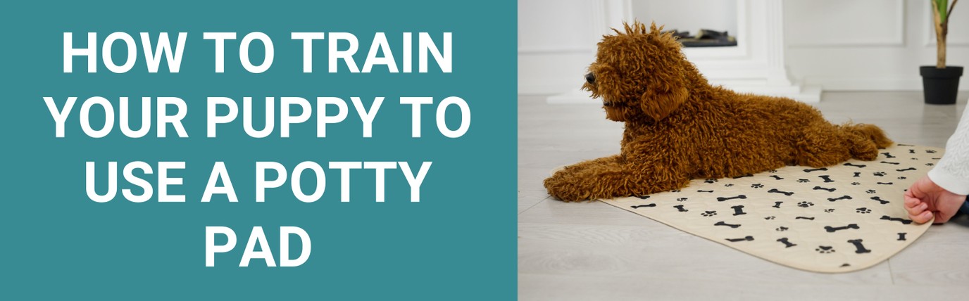 How to Train Your Puppy to Use a Potty Pad