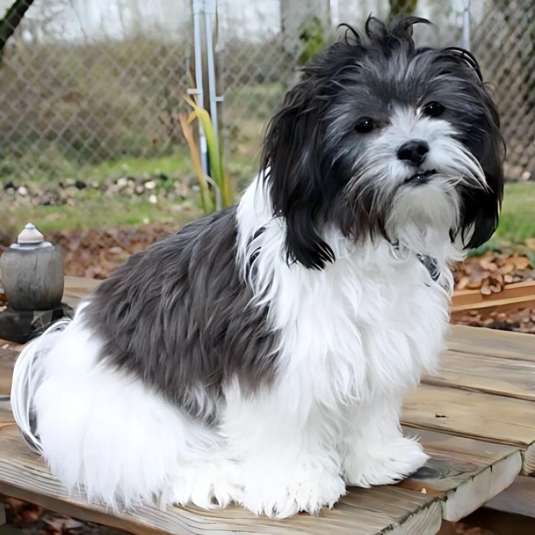 Shichon puppy