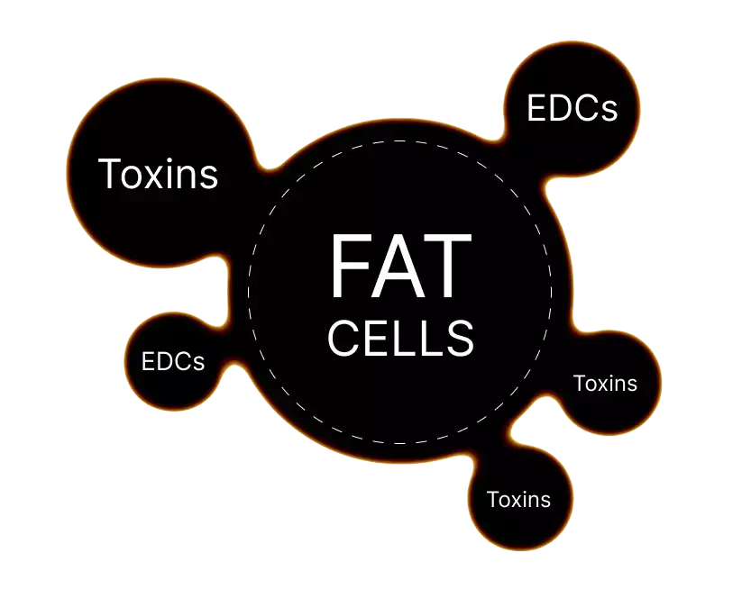 Toxin stick to fat cells