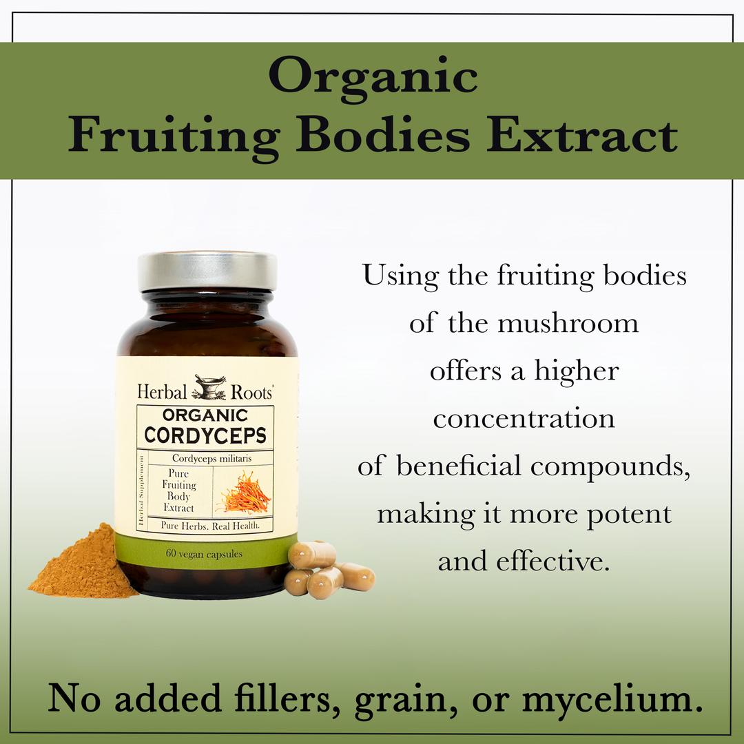 Bottle of Herbal Roots Cordyceps Mushrooms and title at top "Fruiting Bodies Extract." Sentence next to bottle says "Using the fruiting bodies of the mushroom offers a higher concentration of beneficial compounds, making it more potent and effective. No added fillers, grain or mycelium."